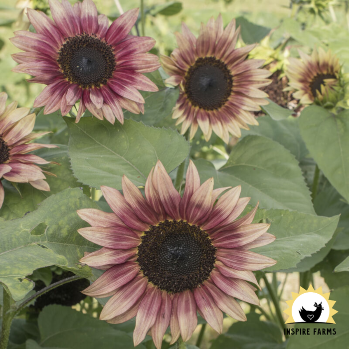 Inspire Farms Seeds