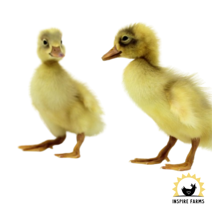 Runner Ducks