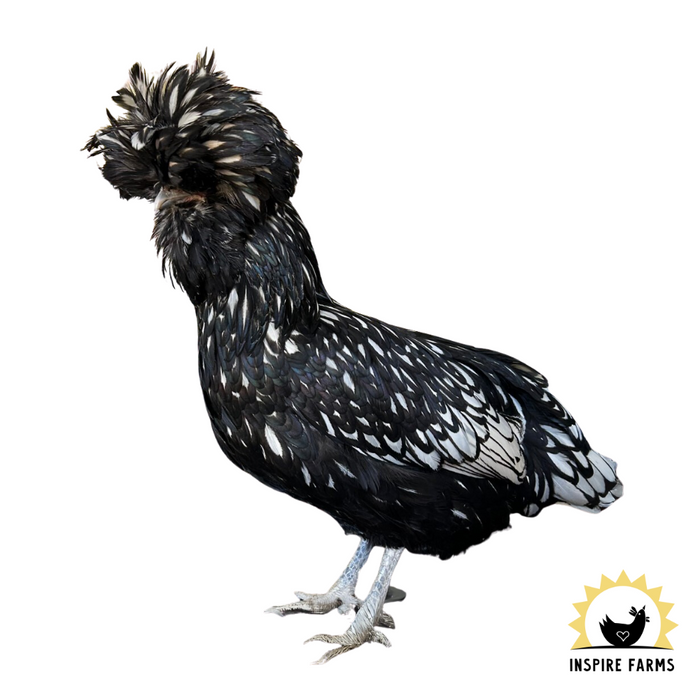 Laying Hens & Pullets