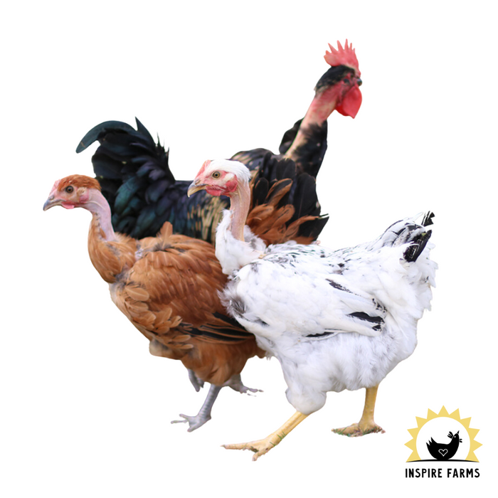 Laying Hens & Pullets