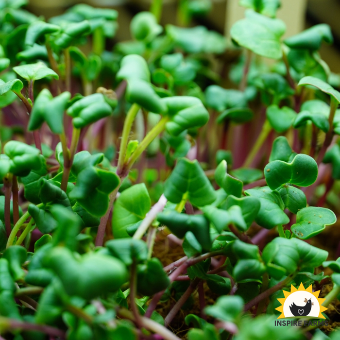 Rainbow Mix Microgreen Seeds