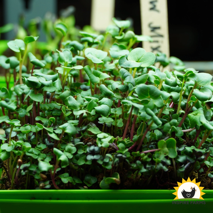 Rainbow Mix Microgreen Seeds