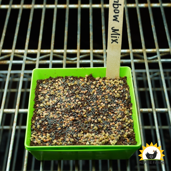Rainbow Mix Microgreen Seeds