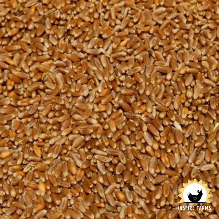 Modesto Milling Organic Whole Red Wheat