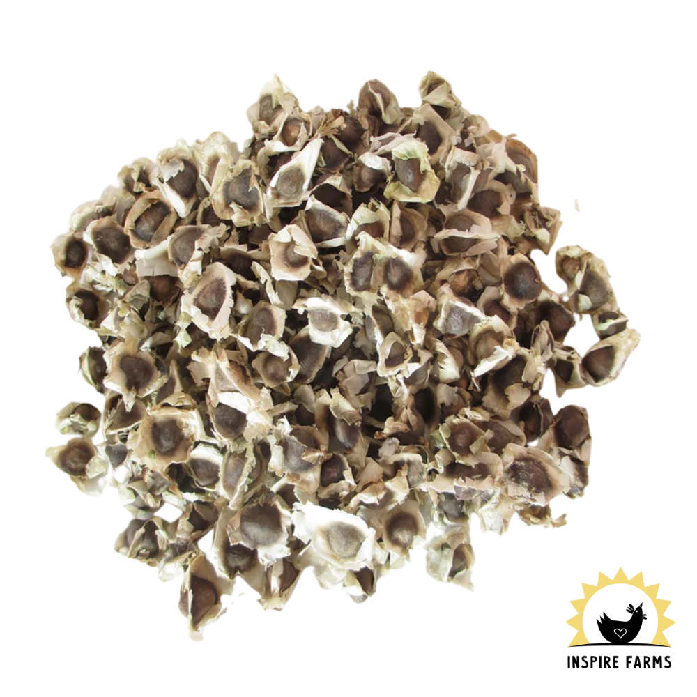Moringa Seeds — Inspire Farms