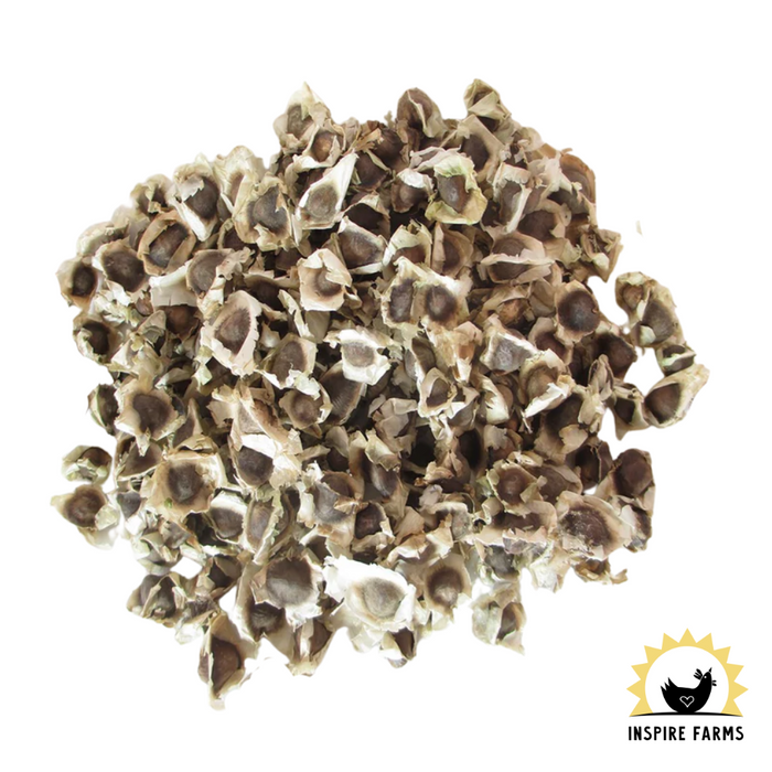 Moringa Seeds