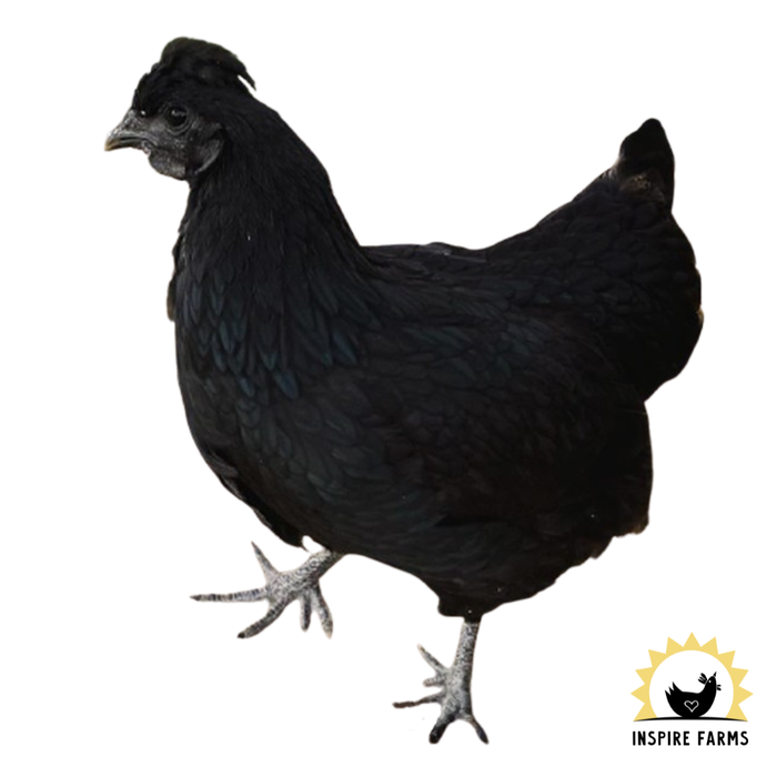 Laying Hens & Pullets