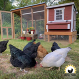 Medium Chicken Coop, 10 Chickens