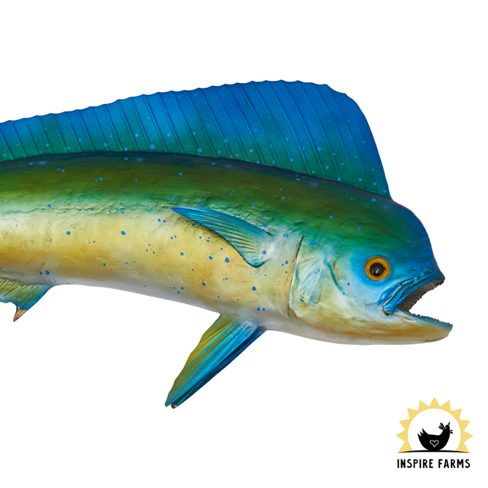 Pacific Seafood Newport Mahi Mahi