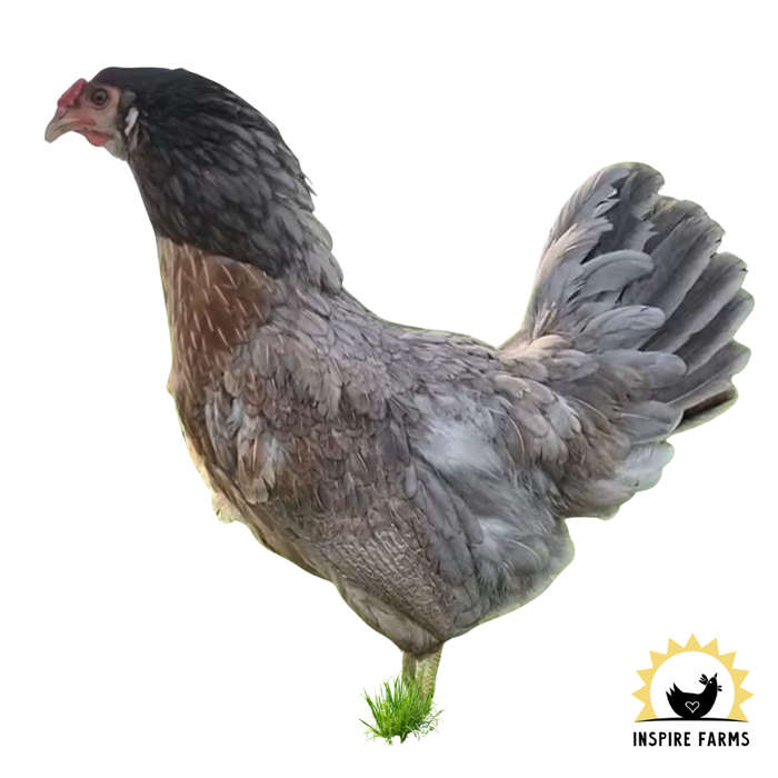 Prairie Bluebell Egger