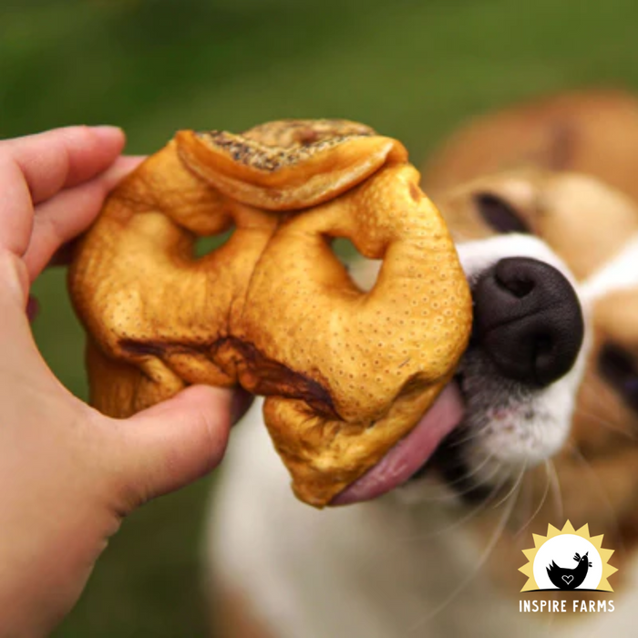 Redbarn Pig Snout Dog Chew