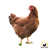 Rhode Island Red