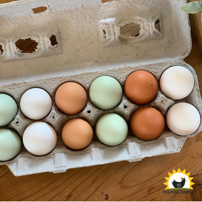 Roots Ranch Non GMO Eggs