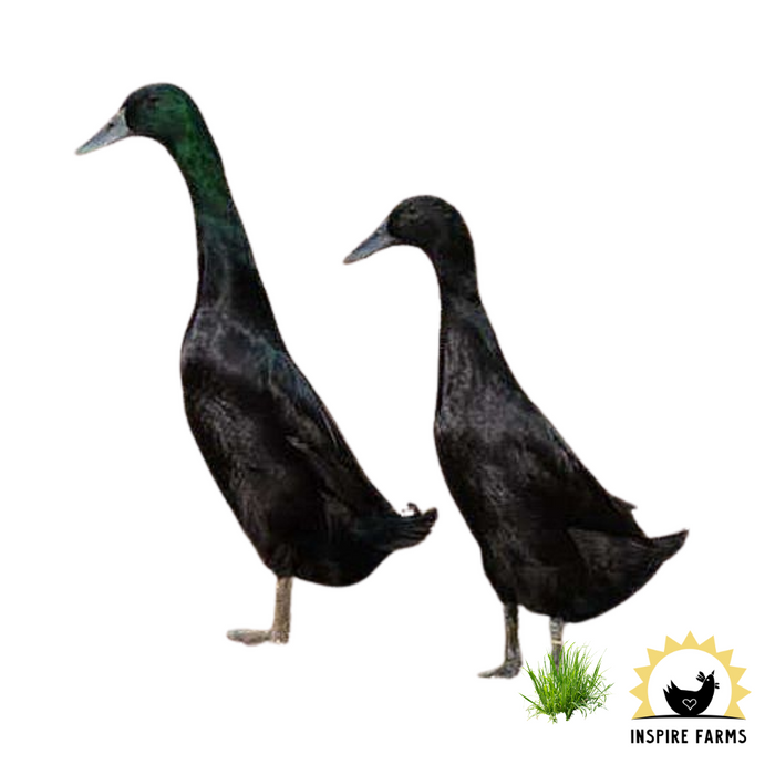 Runner Ducks
