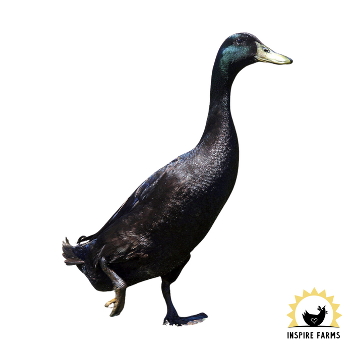 Runner Ducks