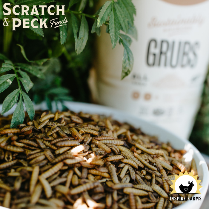 Scratch and Peck Grubs (Dried Black Soldier Fly Larvae)