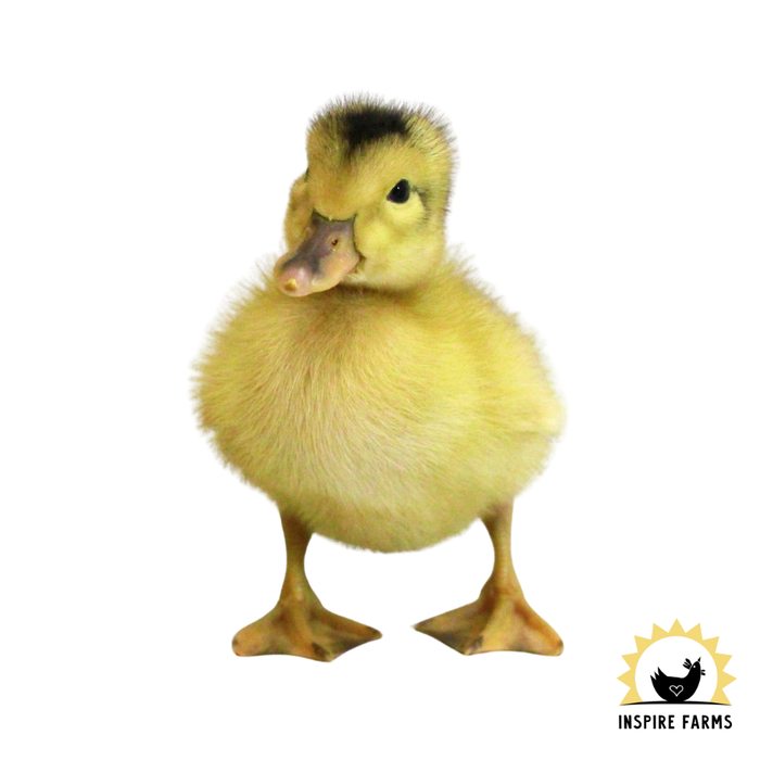 Silver Appleyard Ducks