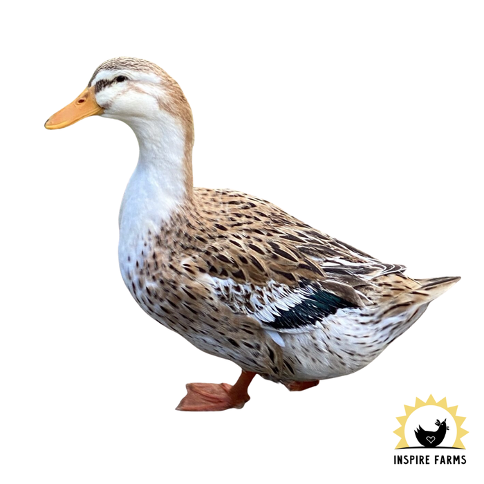 Silver Appleyard Ducks