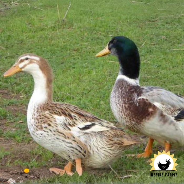 Silver Appleyard Ducks