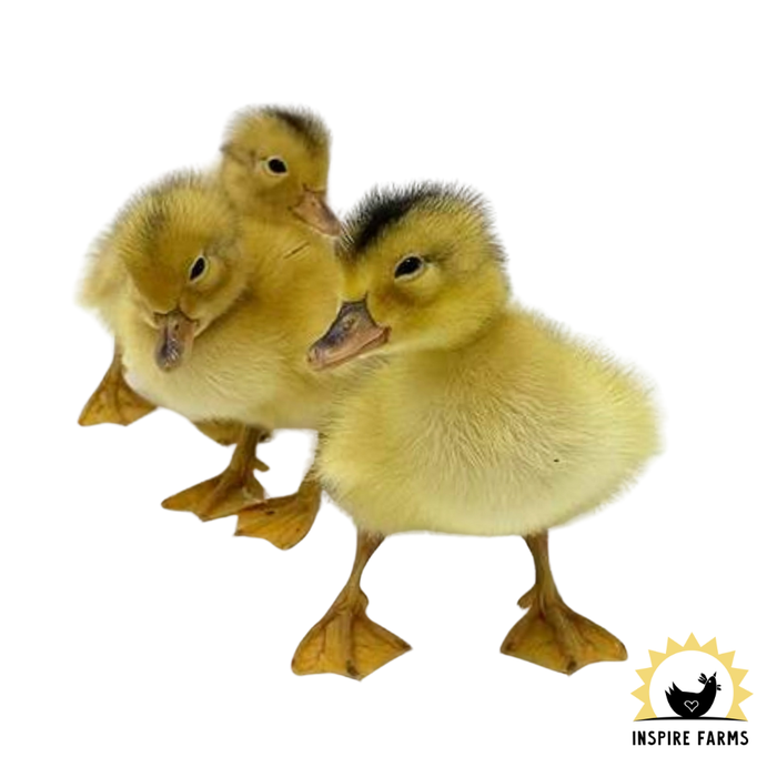 Silver Appleyard Ducks