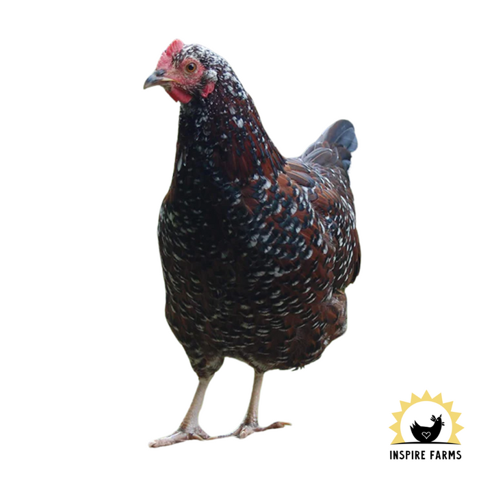 Laying Hens & Pullets