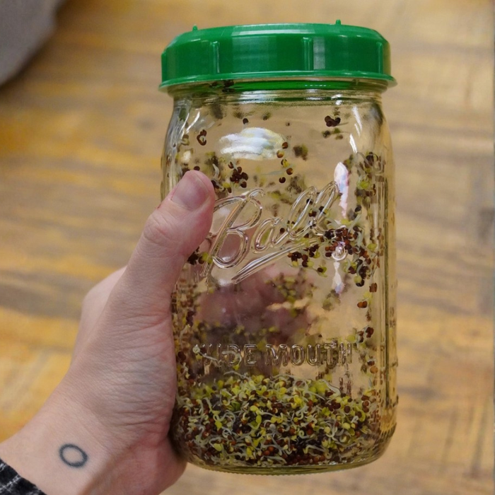 Broccoli Sprouting Seeds