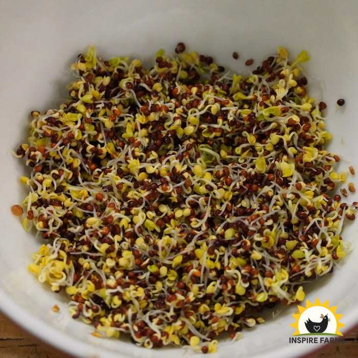 Broccoli Sprouting Seeds