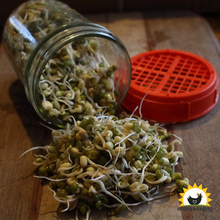 Mung Bean Sprouting Seed