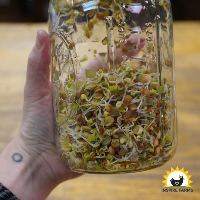 Spicy Lentil Blend Sprouting Seeds