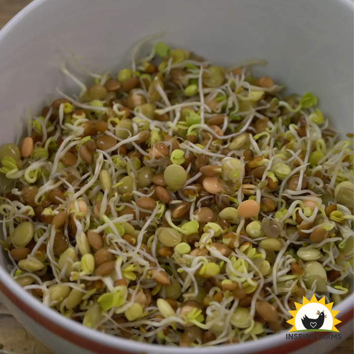 Spicy Lentil Blend Sprouting Seeds