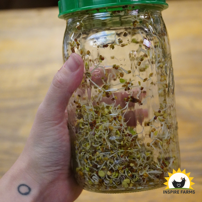 Sprouting Salad Mix