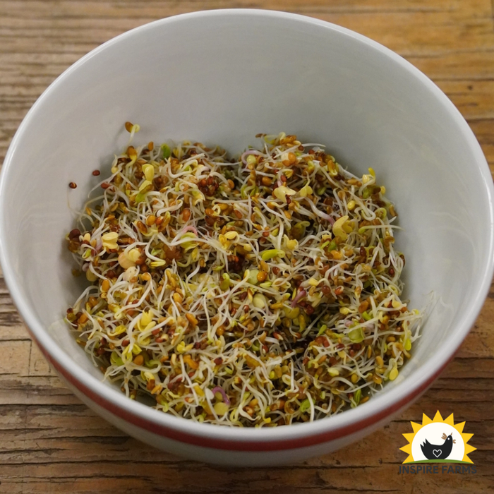 Sprouting Salad Mix