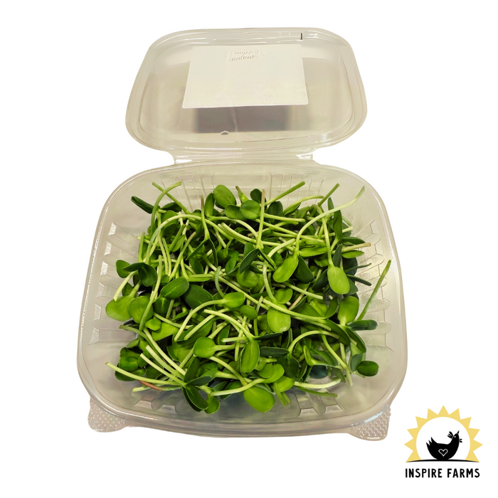 Harvest Micro Greens