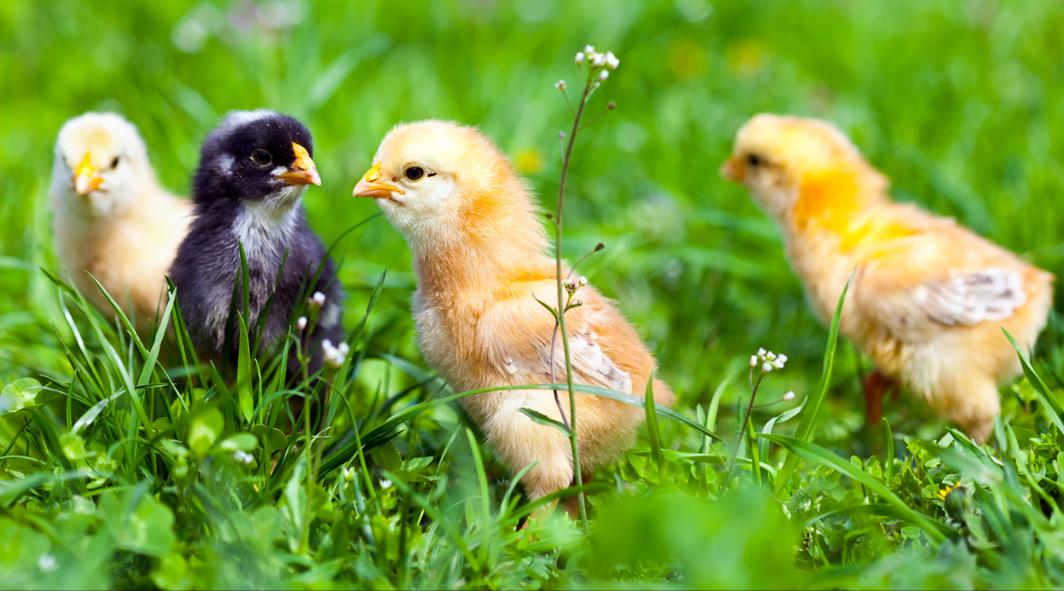 The Ultimate Guide to Brooder Setup