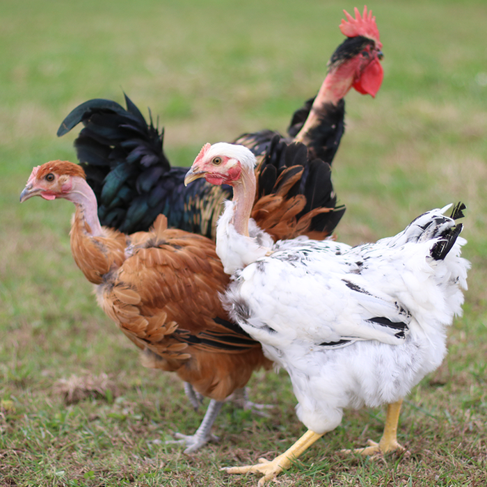 Turken Chicks at Inspire Farms downtown Mesa Arizona