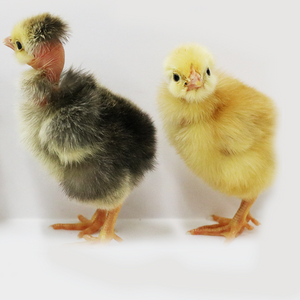 Turken Chicks at Inspire Farms downtown Mesa Arizona