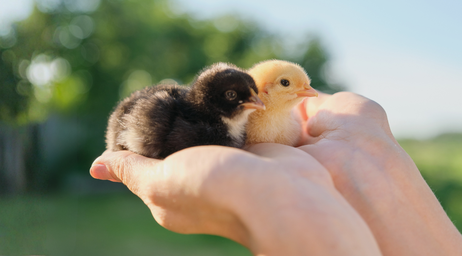 NEW TO CHICKENS?