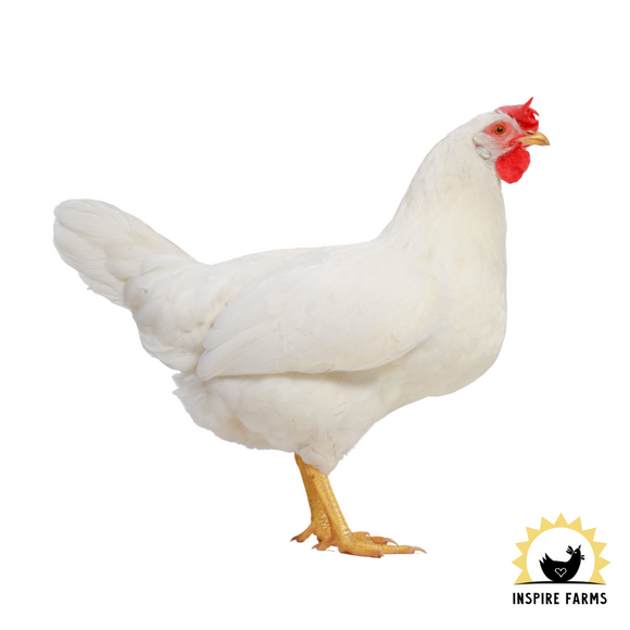 White Leghorn