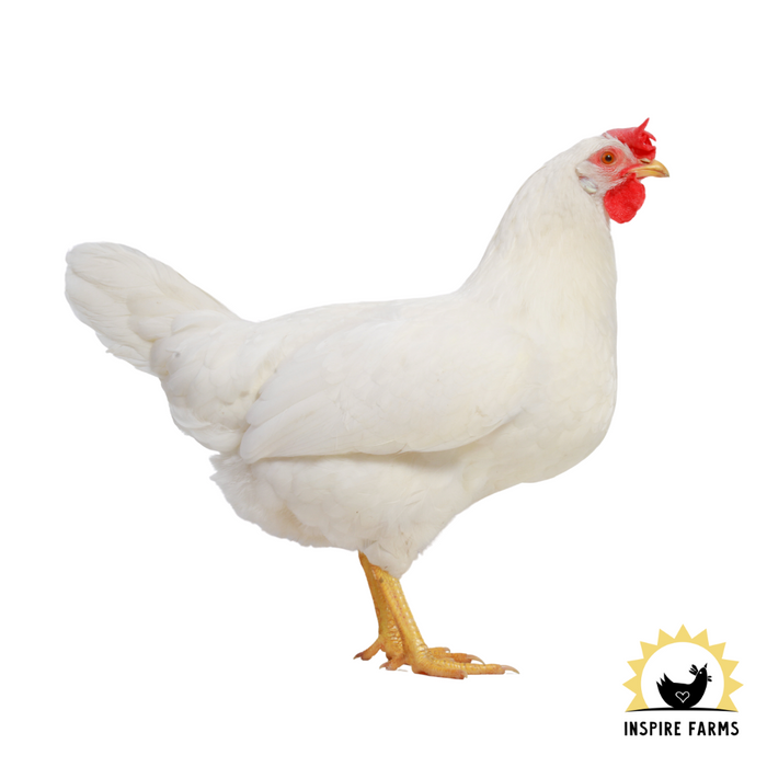 White Leghorn