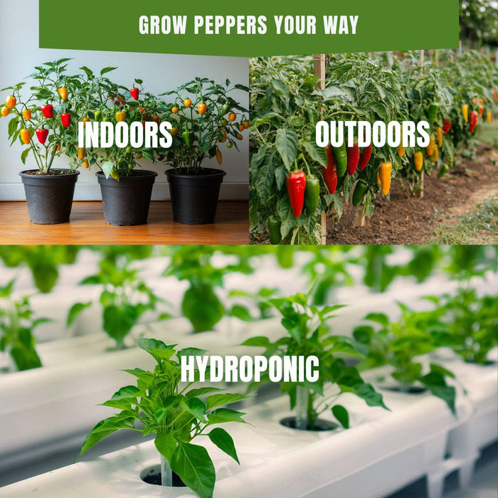 8 Sweet & Mild Pepper Seeds Variety Pack