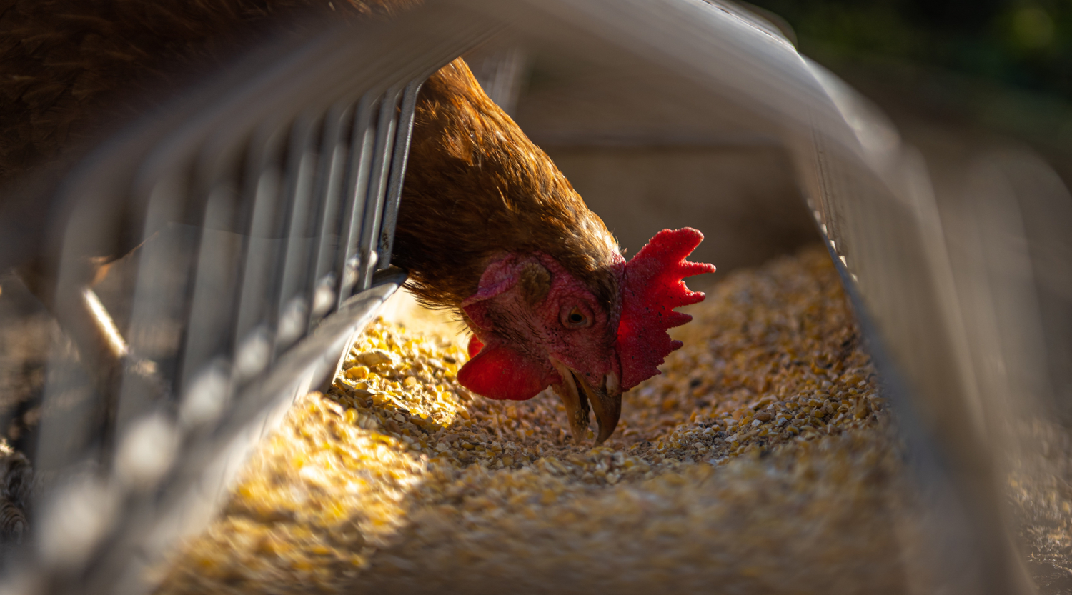 Need a feed we don’t currently have on the shelf?