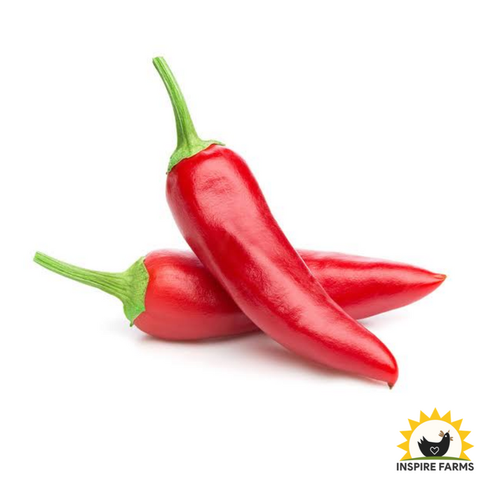 Jalapeno Chili Peppers
