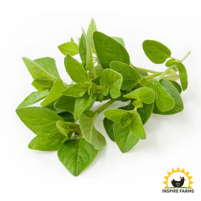 Greek Oregano Bunch