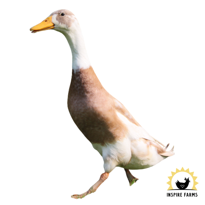 Runner Ducks
