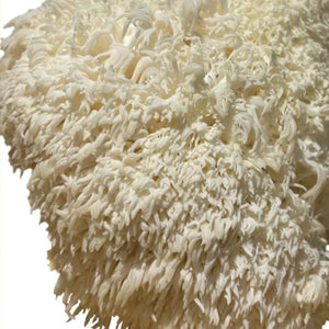 Fresh Lion's Mane Mushroom