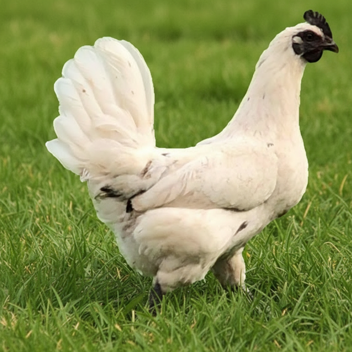 Assortment of Colorful Egg Layers