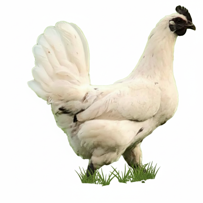 Assortment of Colorful Egg Layers