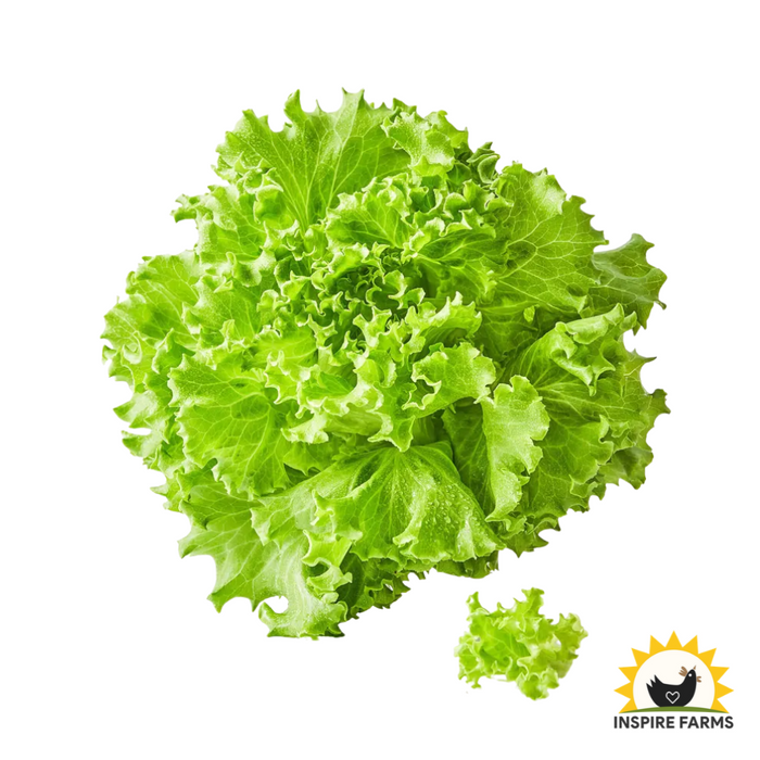 Green Summer Crisp Lettuce