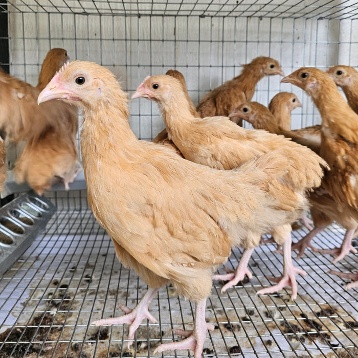 Started Birds