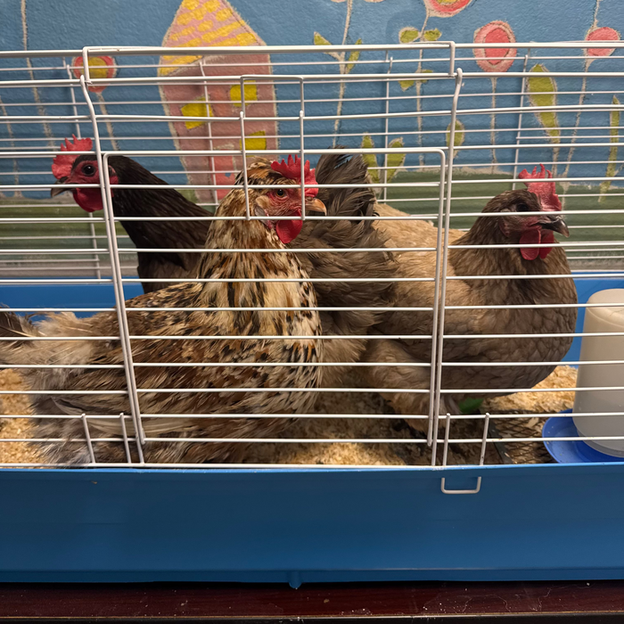 Instant Flock